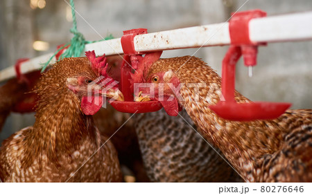 Close up free range Chickens drinking water by nipple in backyard family farm 80276646