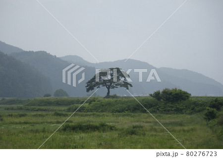 朝もやの中の一本の木と山並み 草原に立つ 樹木 ぽつんと ひっそり 力強い Tree Meadow 朝もやの中の一本の木と山並み 草原に立つ 樹木 ぽつんと ひっそり 力強い Tree Meadow 80276723