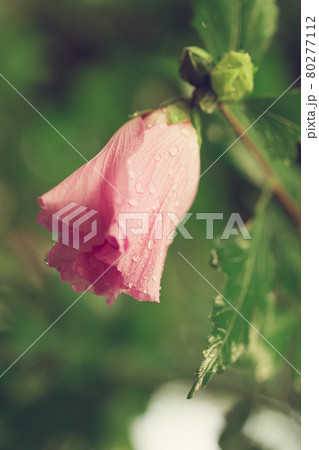 beautiful pink flowers in the garden with spring bokeh background 80277112