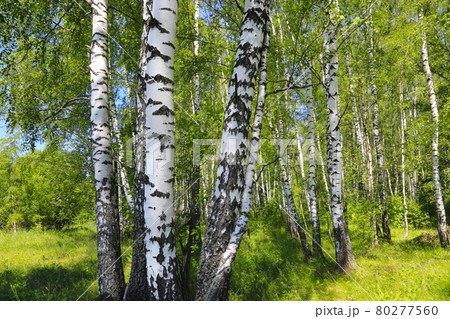 Beautiful birch trees at the edge of the forest Beautiful birch trees at the edge of the forest 80277560