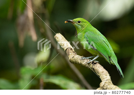 Juvenile Orange-bellied Leafbird perching on a perch 80277740