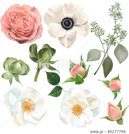 レトロでアンティークなアネモネや薔薇や椿の花とつぼみと植物の白バックイラスト素材のイラスト素材