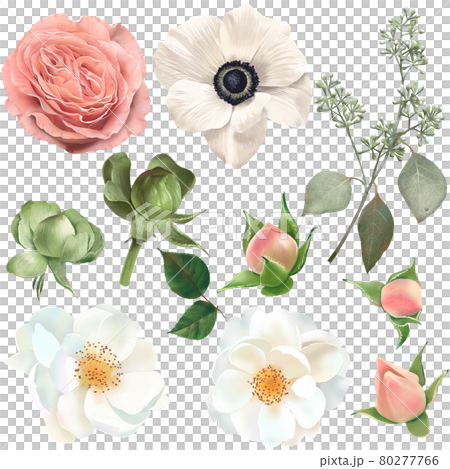 レトロでアンティークなアネモネや薔薇や椿の花とつぼみと植物の白バックイラスト素材のイラスト素材