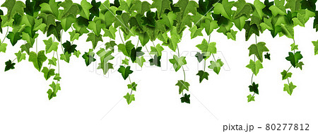 7,900+ Ivy Leaf Stock Illustrations, Royalty-Free Vector Graphics & Clip  Art - iStock