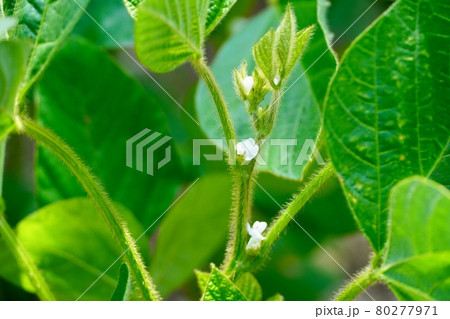 ちっちゃくてかわいい大豆の花 ちっちゃくてかわいい大豆の花 80277971