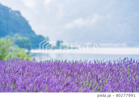 山梨県 ラベンダーの花畑の写真素材