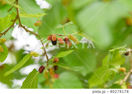 熟れ始めたヤマグワの実 熟れ始めたヤマグワの実 80278178