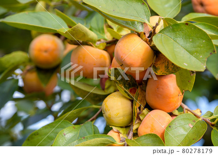 樹上の熟れ始めた柿の実 80278179