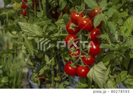 A branch of cherry tomatoes on the garden. Ripe cherry tomato ready to be harvested. A branch of cherry tomatoes on the garden. Ripe cherry tomato ready to be harvested. 80278593