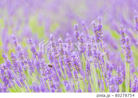 山梨県 ラベンダーの花畑の写真素材