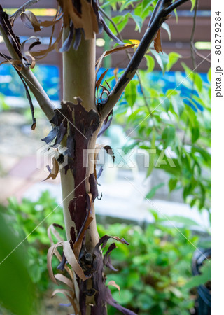 皮が剥がれかけているエゴノキ 80279284