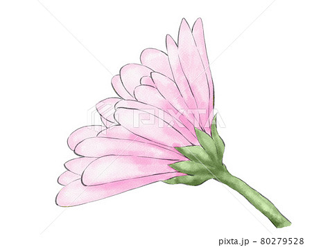 ピンク色の小菊の横向きイラスト 水彩風 のイラスト素材