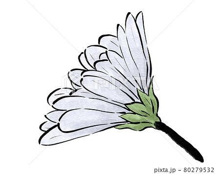 白色の小菊の横向きイラスト 水墨画風 のイラスト素材