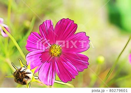 パステル調 満開のコスモス イラストイメージのイラスト素材