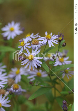 花 フラワー お花 80279665