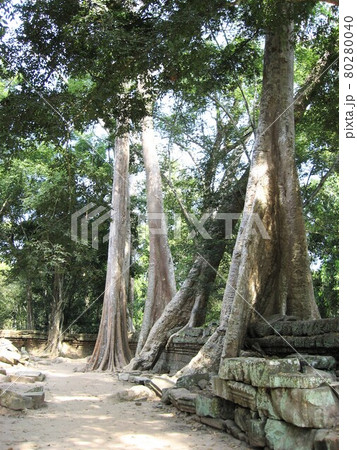 カンボジア、アンコールトム周辺のタプローム。 カンボジア、アンコールトム周辺のタプローム。 80280040