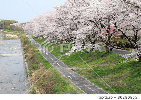 ゆったりロード沿いの桜並木　東京都八王子市　 80280855