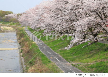 ゆったりロード沿いの桜並木 東京都八王子市  ゆったりロード沿いの桜並木 東京都八王子市  80280857