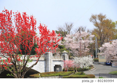 南浅川橋そばの桜並木とハナモモ 東京都八王子市 南浅川橋そばの桜並木とハナモモ 東京都八王子市 80280994