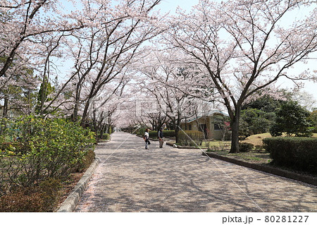 都立陵南公園の桜並木　東京都八王子市　 80281227