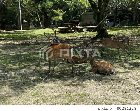 日陰でくつろぐ鹿 80281228