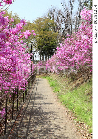 都立陵南公園のミツバツツジ 東京都八王子市 都立陵南公園のミツバツツジ 東京都八王子市 80281254
