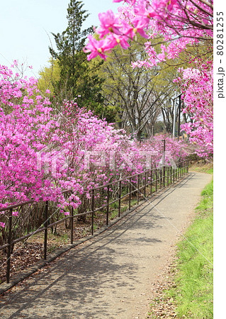 都立陵南公園のミツバツツジ 東京都八王子市 都立陵南公園のミツバツツジ 東京都八王子市 80281255