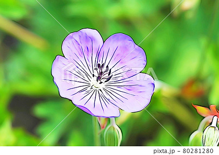 パステル調 ”満開のフウロソウ” イラストイメージ パステル調 ”満開のフウロソウ” イラストイメージ 80281280