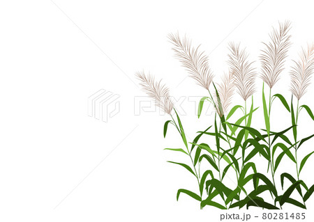 Vector hand drawing sketch with reeds. 80281485