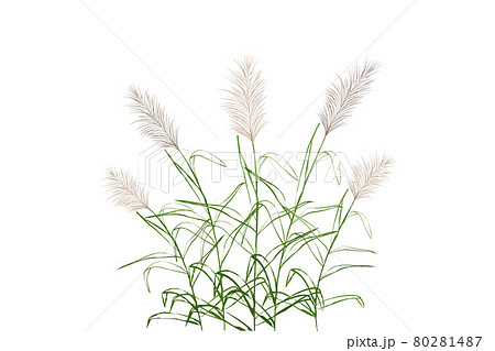 Vector hand drawing sketch with reeds. 80281487