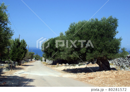 Olive grove 80281572