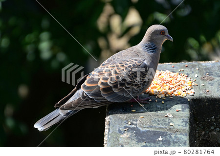 キジバト　若鳥巣立ち 80281764