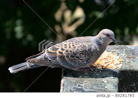 キジバト 若鳥巣立ち キジバト 若鳥巣立ち 80281765