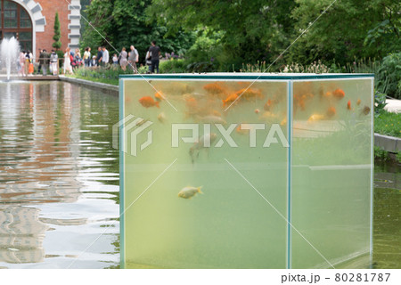 Orange koi carps swim in a glass cube. The cube is located above the surface of the water. Pisces are watching people 80281787