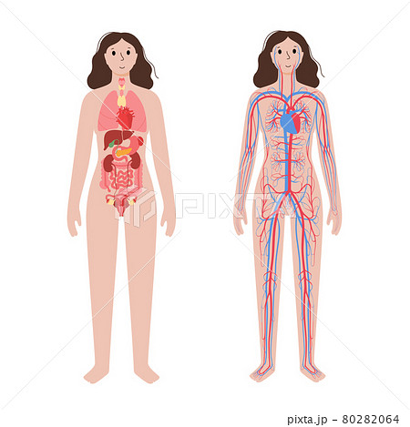 Circulatory system concept Circulatory system concept 80282064