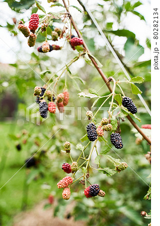 Many ripe and unripe organic blackberries growing on a bush in a summer garden 80282134