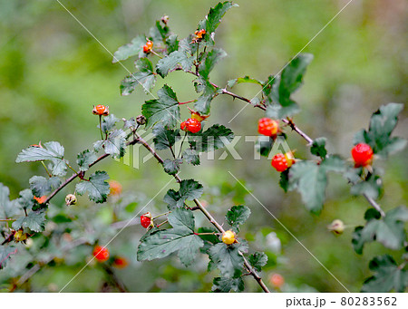 キイチゴ キイチゴ 80283562