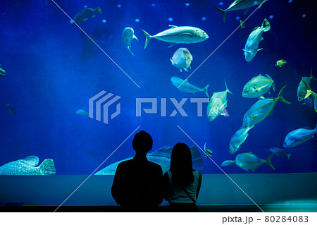 水族館デートで魚や生き物を観覧する若いカップル 80284083