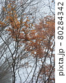 紅葉 80284342