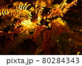 植物 80284343