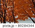 紅葉 80284344