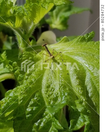 シソの葉とカマキリの赤ちゃん 80284732