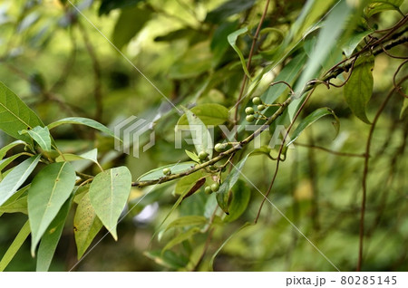 アオモジの若い実 アオモジの若い実 80285145