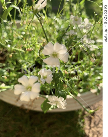 かすみ草 80285295