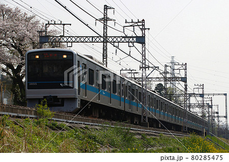 桜並木と小田急線3000形（各停：8両編成） 80285475