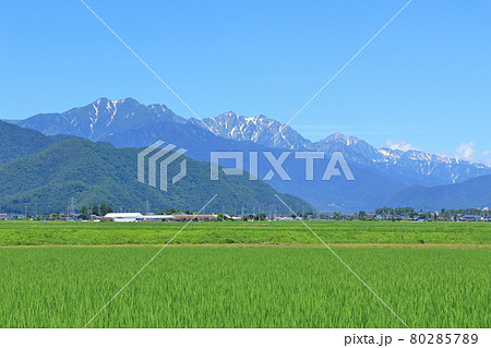 山麓から望む夏の北アルプス後立山連峰 80285789