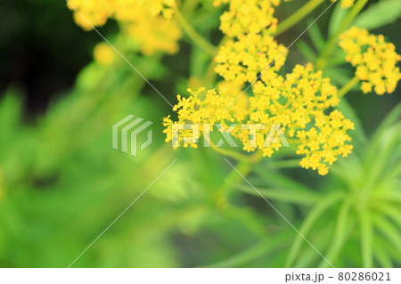 オミナエシの花 80286021
