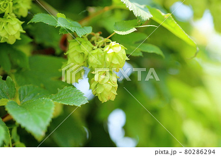 ホップの実 80286294