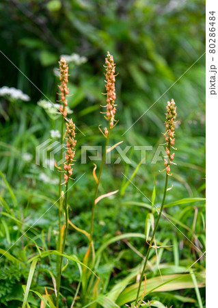 ネバリノギラン ネバリノギラン 80286484