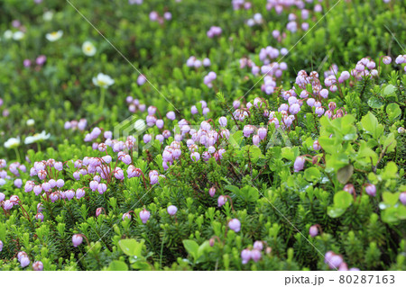 初夏のカムイミンタラに咲くエゾノツガザクラの花 80287163
